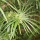 Cypriol (Nagarmotha)