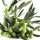 Zeytin Ağacı